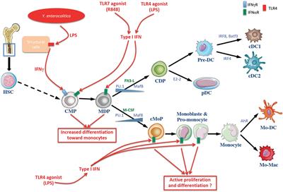 Understanding the Cellular Origin of the Mononuclear Phagocyte System Sheds Light on the Myeloid Postulate of Immune Paralysis in Sepsis